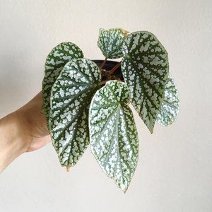 Begonia Snowcapped